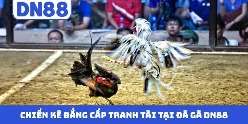 Chiến kê đẳng cấp tranh tài tại đá gà DN88