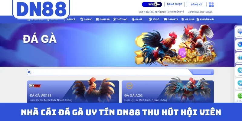 Nhà cái đá gà uy tín DN88 thu hút hội viên